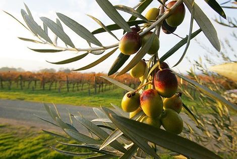 Com seca no Mediterrâneo, preço do azeite de oliva dispara